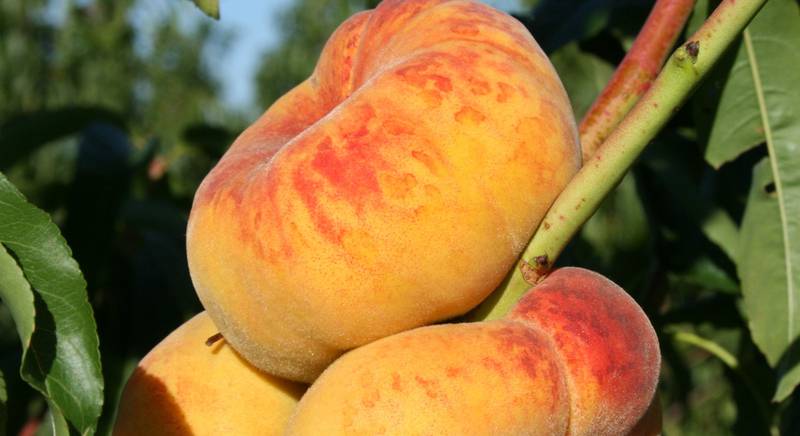 Инжирный персик - что за фрукт? Полезные свойства и приминение