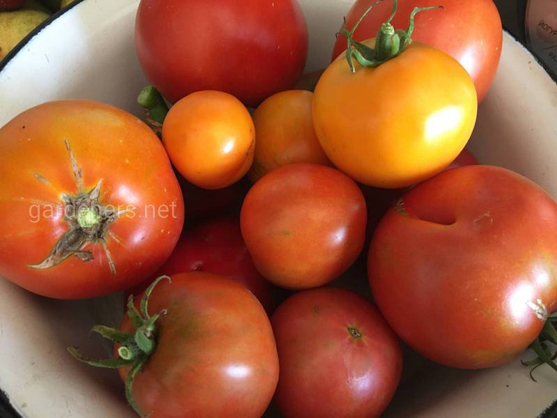 Чому відбувається розтріскування томатів?