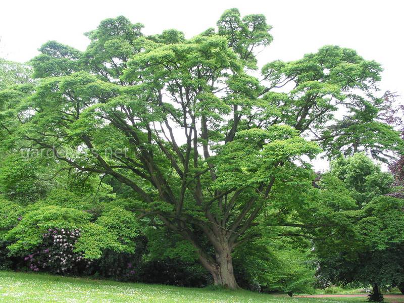 Коркове дерево амурське