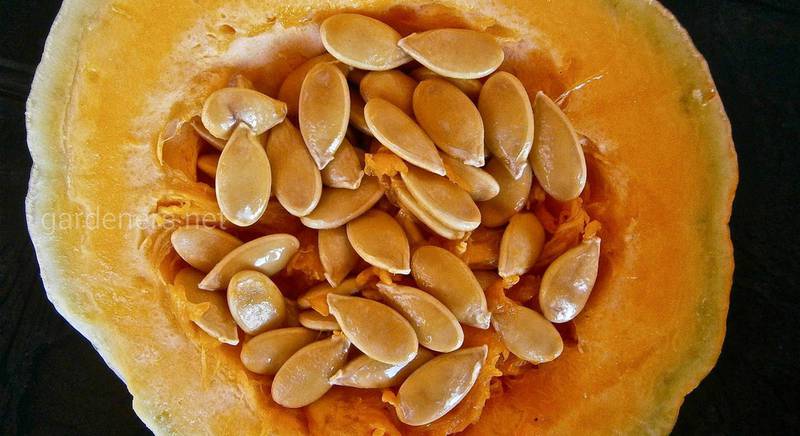 Корисне і смачне ласощі - насіння гарбуза.  У чому користь і як застосовувати
