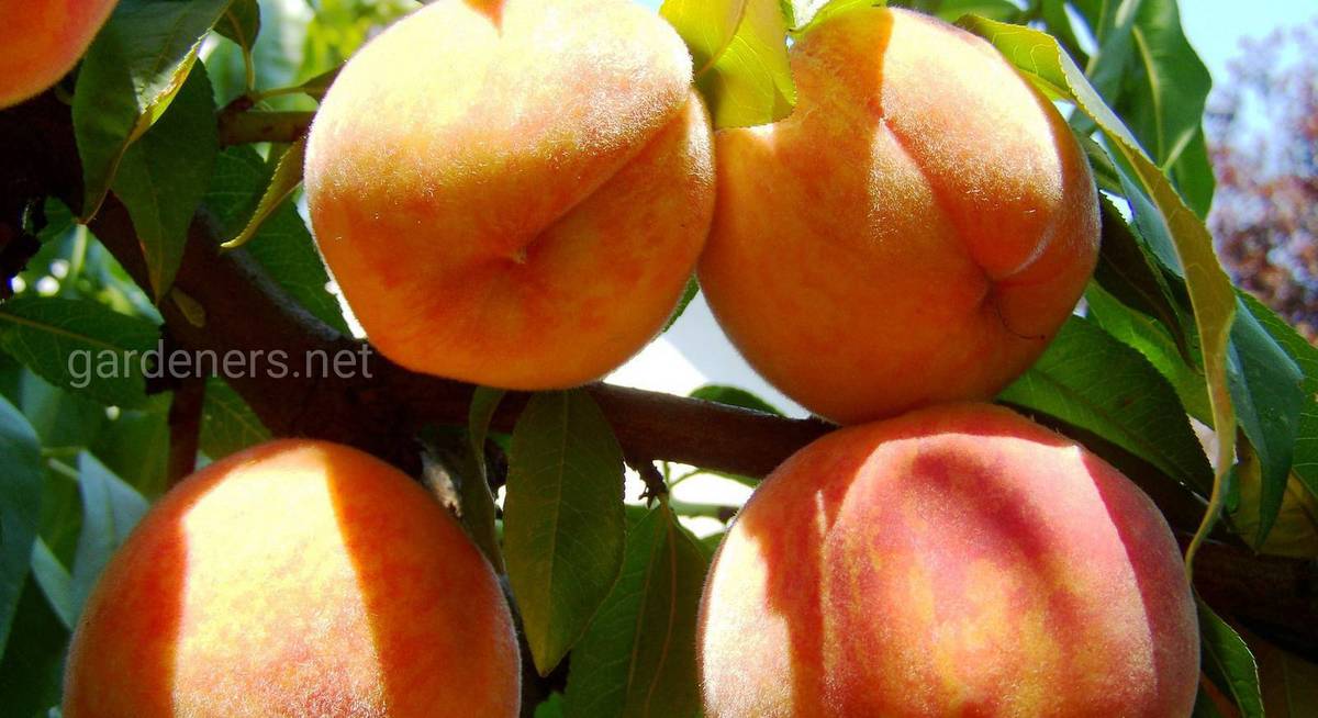 Зимостойкие сорта персика