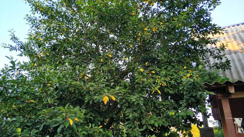 Обрезка плодовых деревьев в октябре: нужен особый подход