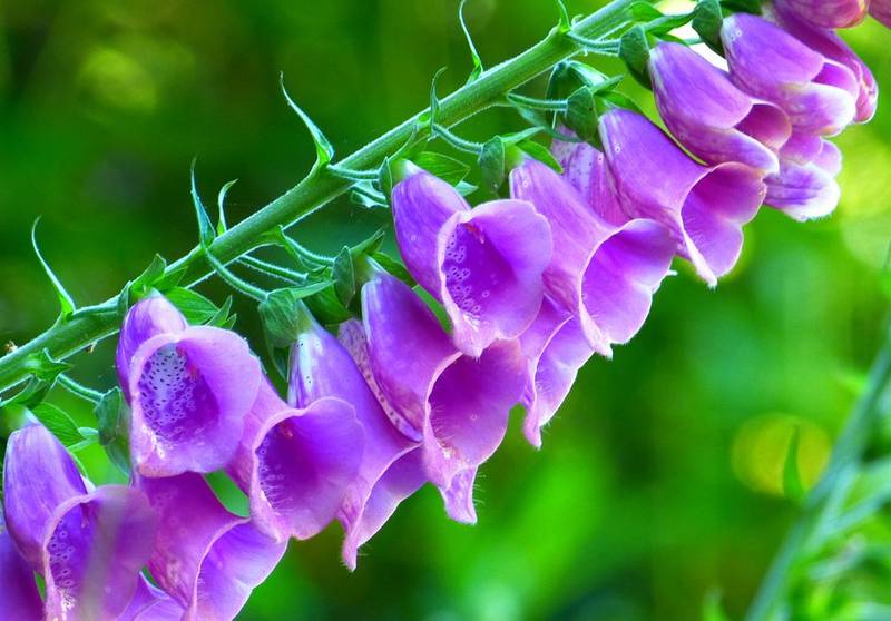 Наперстянка