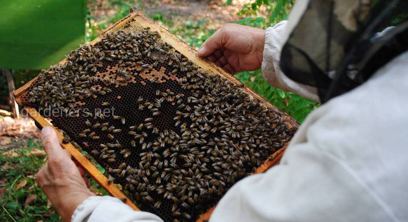 Як адаптувати бджіл до організації сильної громади?