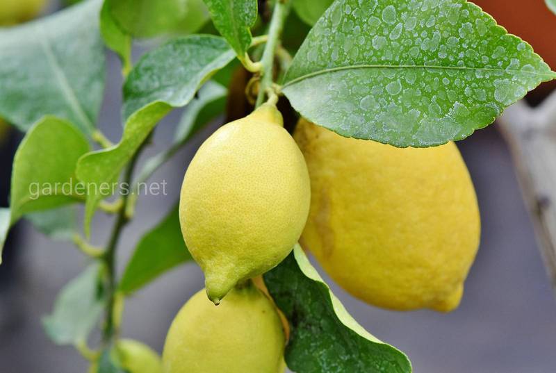 Как ухаживать за лимоном, чтоб он порадовал своим плодоношением?