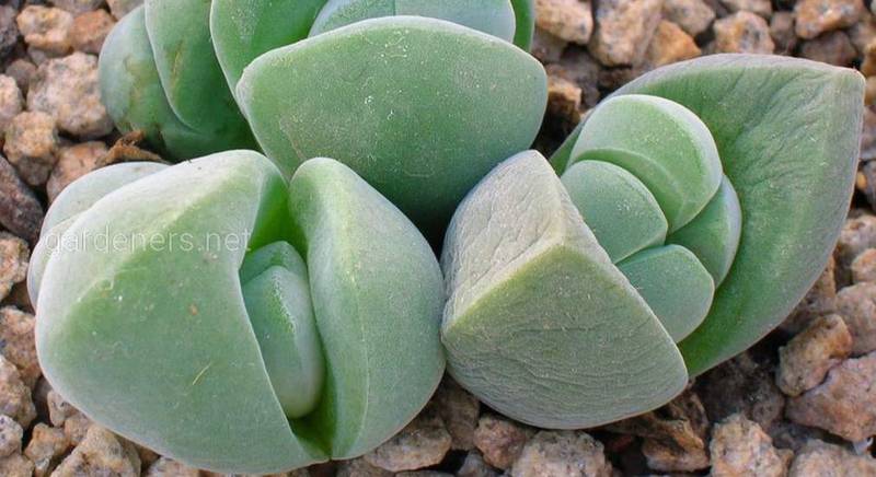 Гіббеум: топ 12 видів незвичайної сукулентної рослини