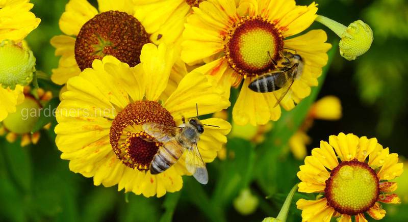Разновидности пчелиного меда