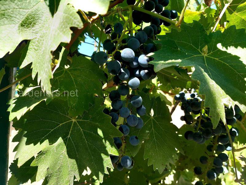 13 интересных фактов о винограде