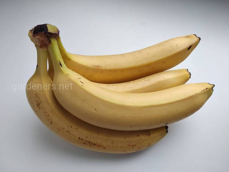 Який вплив мають банани на здоров'я людини?