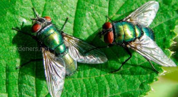 Такие опасные или всё-таки полезные зелёные мухи?