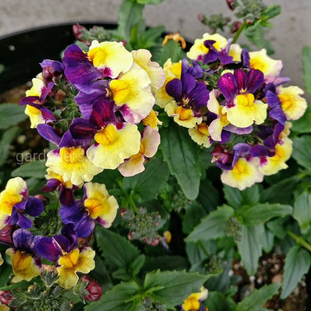 Nemesia Aroma «Plums and Custard»