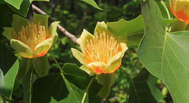Розмноження тюльпанового дерева відводками, живцями і насінням