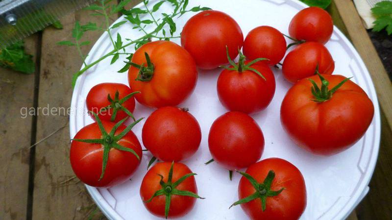 Топ-14 цікавих фактів про томати