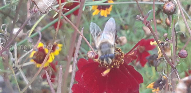 Чим небезпечний замінник неонікотиноїду для бджіл?