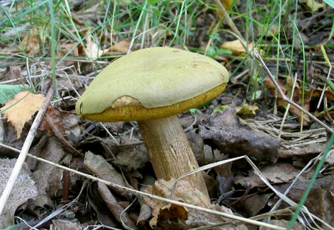 Моховик зеленый