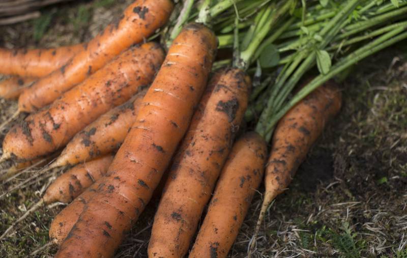 Поразка моркви бурою плямистістю
