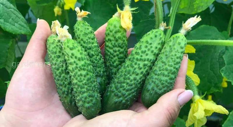 Секрети вирощування огірків: від насіння до догляду