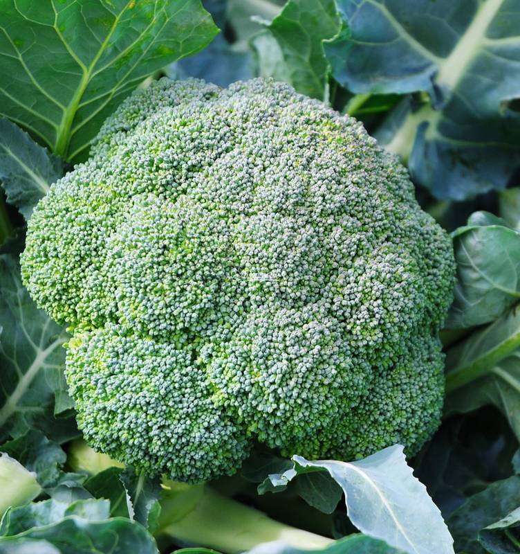 Які особливості вирощування броколі?