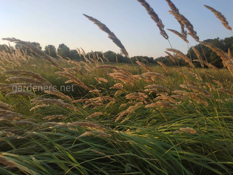 Загородная жизнь