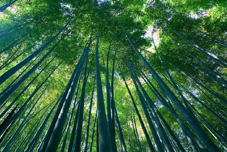 Бамбук - самое быстрорастущее растение на Земле!