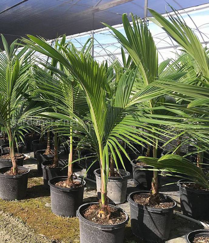 Какие условия необходимо создать для успешного выращивания кокосовой пальмы?