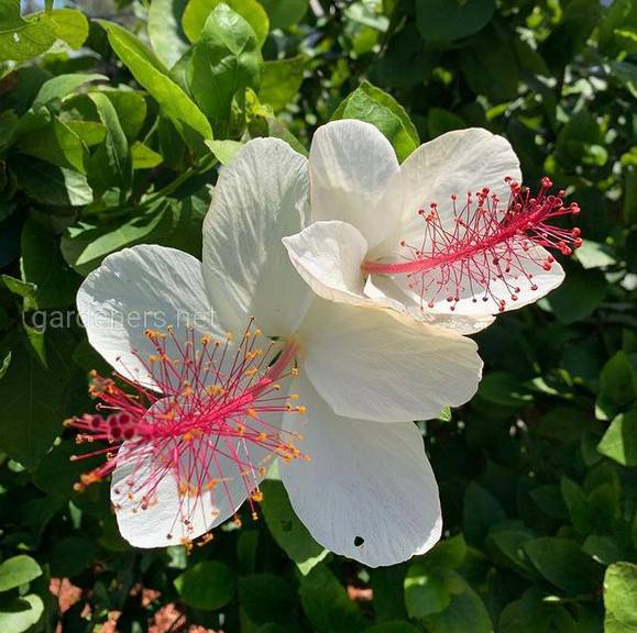 Hibiscus arnottianus
