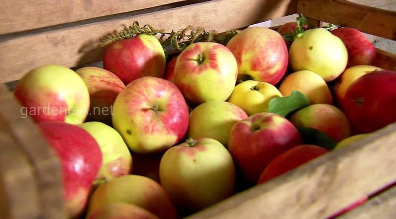 Пищевая сода успешно удаляет до 96% пестицидов из яблок?