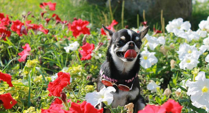 Дача, солнечное лето, любимая собака... Что ещё нужно для счастья?