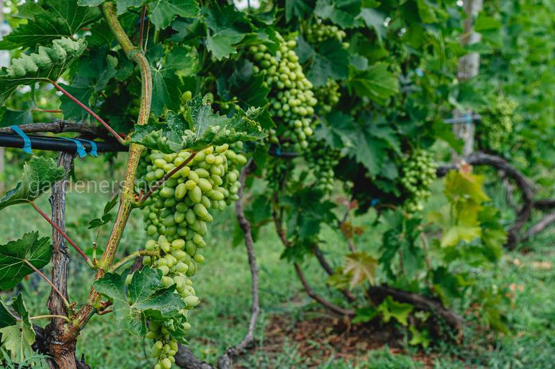 Как и чем подкормить виноград после сбора урожая
