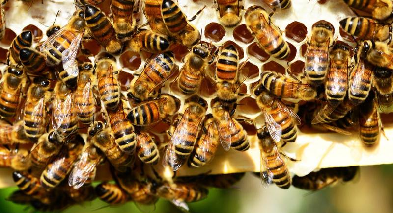 Причины вымирания пчел