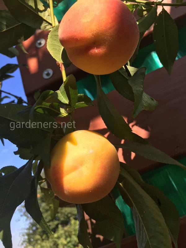 Вирощування персиків. Прорідження 