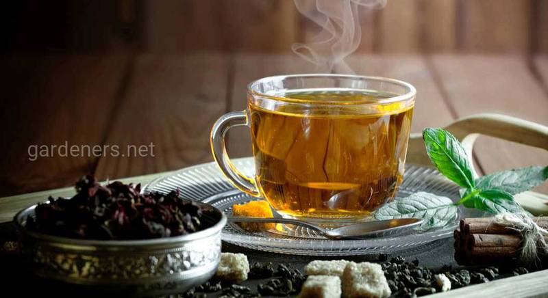 Сінний чай - для схуднення, травлення та проти запорів