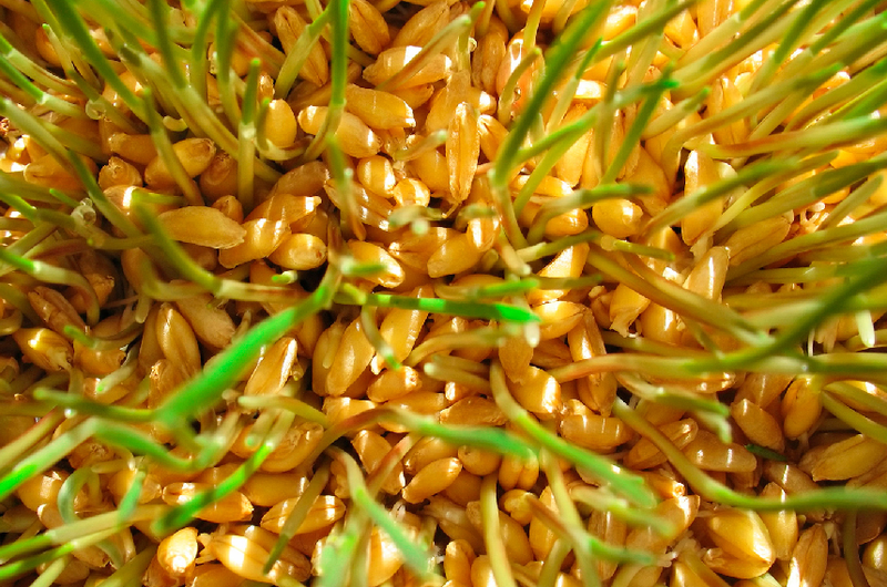 Как правильно высевать озимую пшеницу? Меры профилактики в течении зимы!