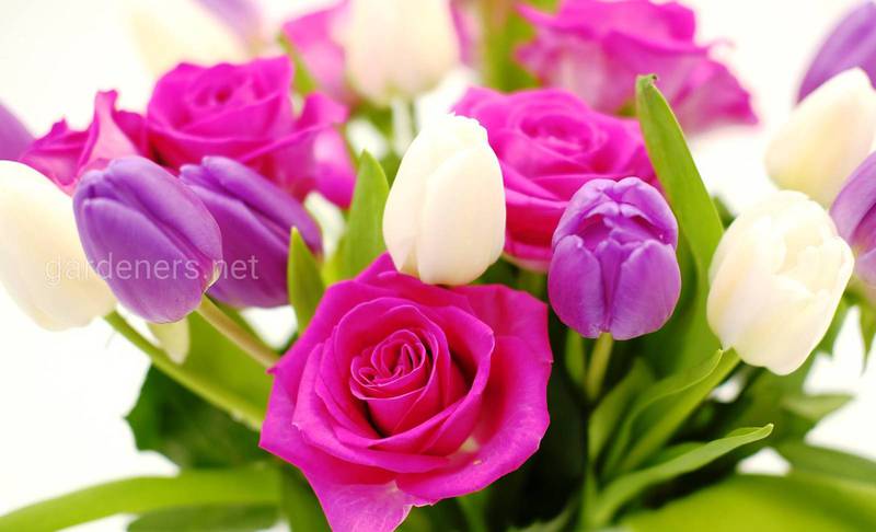 Самые красивые цветы на 8 марта и другие праздники и их символика