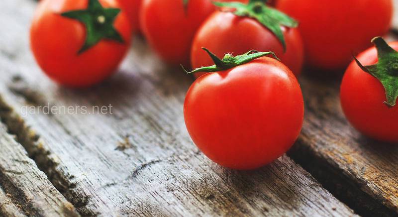 Лучшие сорта жароустойчивых томатов черри