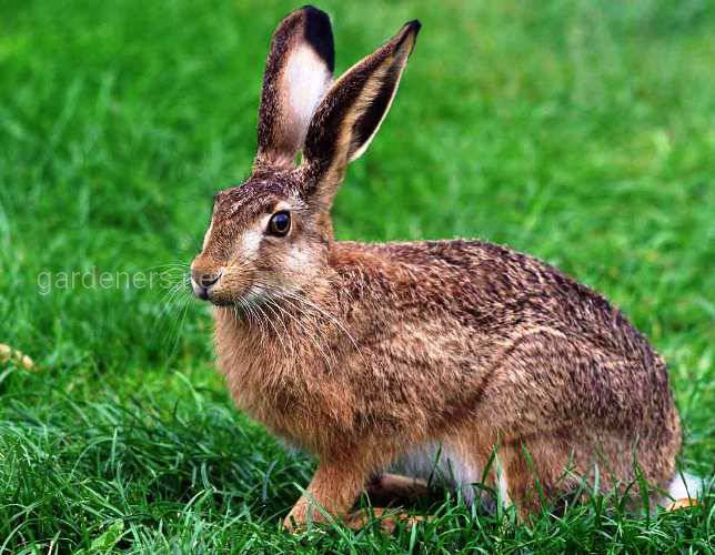 Чим заєць відрізняється від кролика