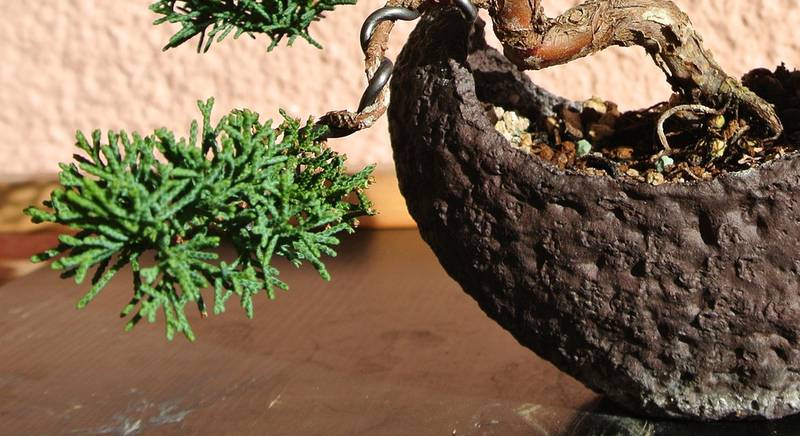 Можжевельник - дерево бонсай