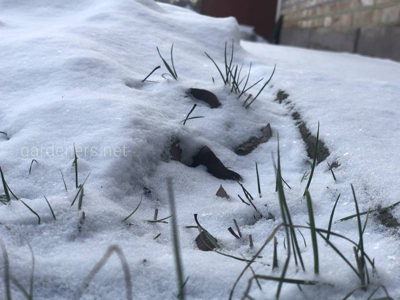 Загородная жизнь