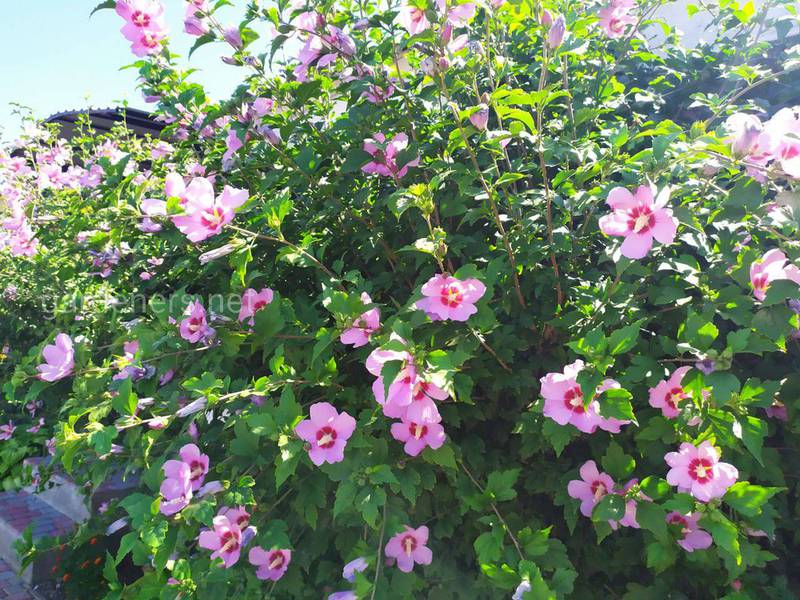 Деревна троянда - прикраса осіннього саду