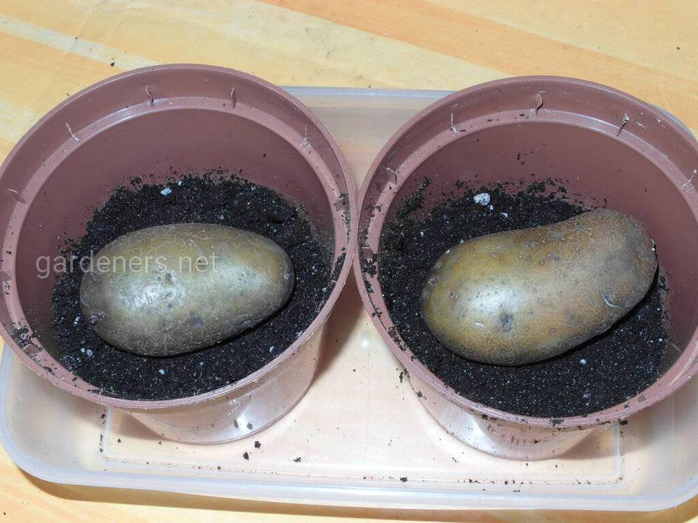 Выращивание картофеля в домашних условиях
