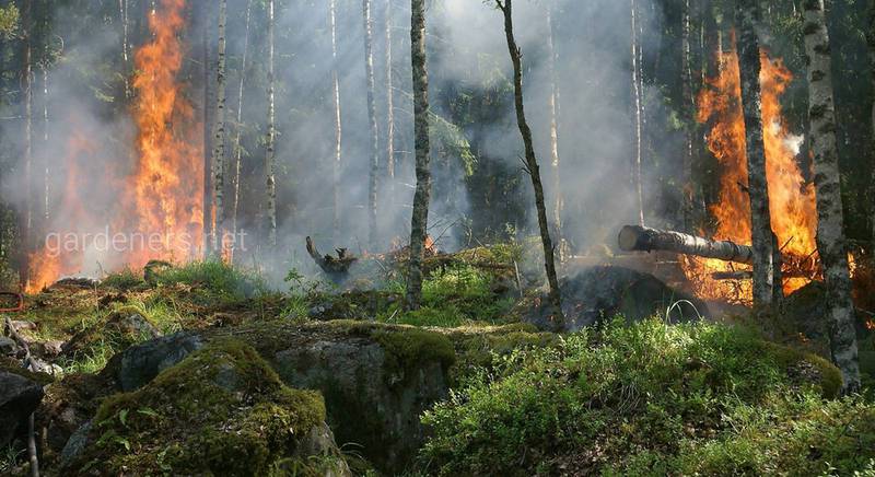 Причини виникнення лісових пожеж