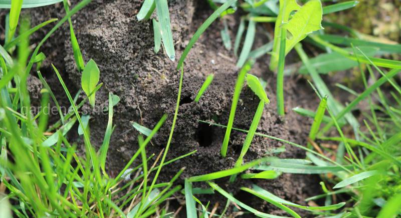 Суперэффективное средство от муравьев