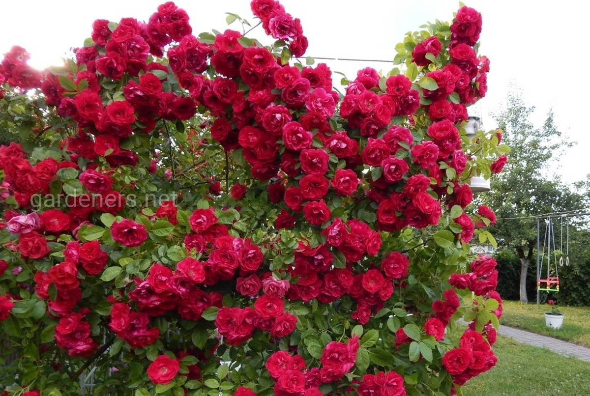 Сорт роз Кордес «Flamentanz»