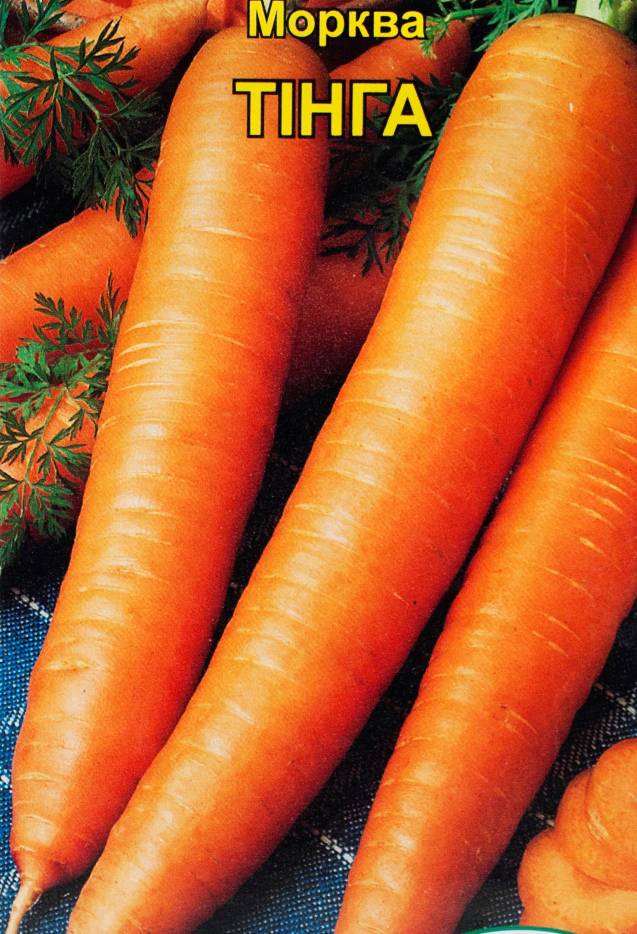 Сорт моркови Тинга