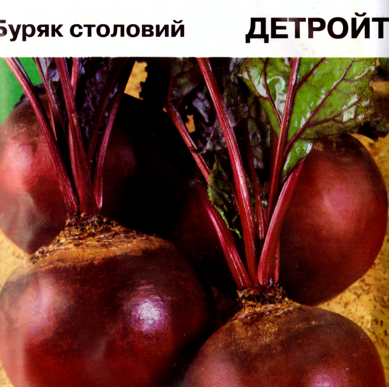 Свекла (буряк)