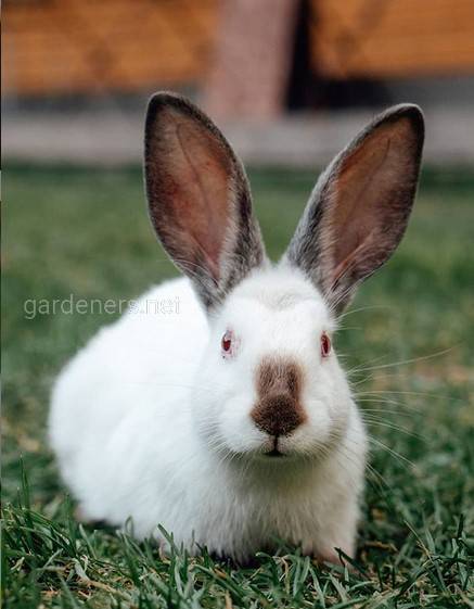 Як правильно годувати кроликів зеленим кормом? Які трави відносяться до зеленого корму?