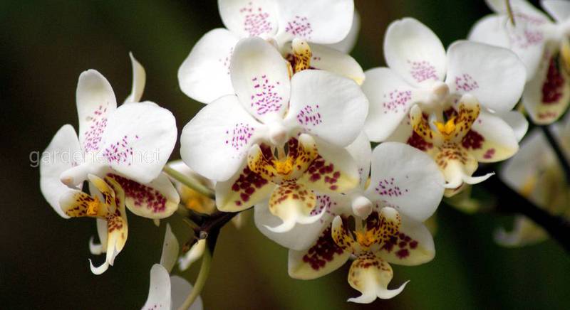 Види орхідей фаленопсис