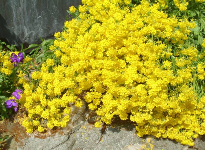 Алиссум (бурачок)