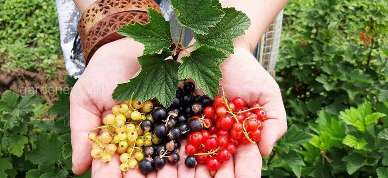Август: какие фруктовые, овощные и ягодные культуры характерны для этого сезона?