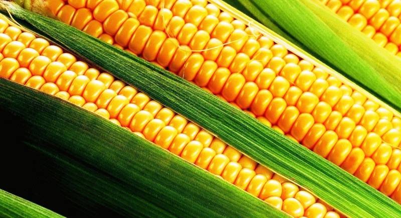 Популярные сорта ранней кукурузы